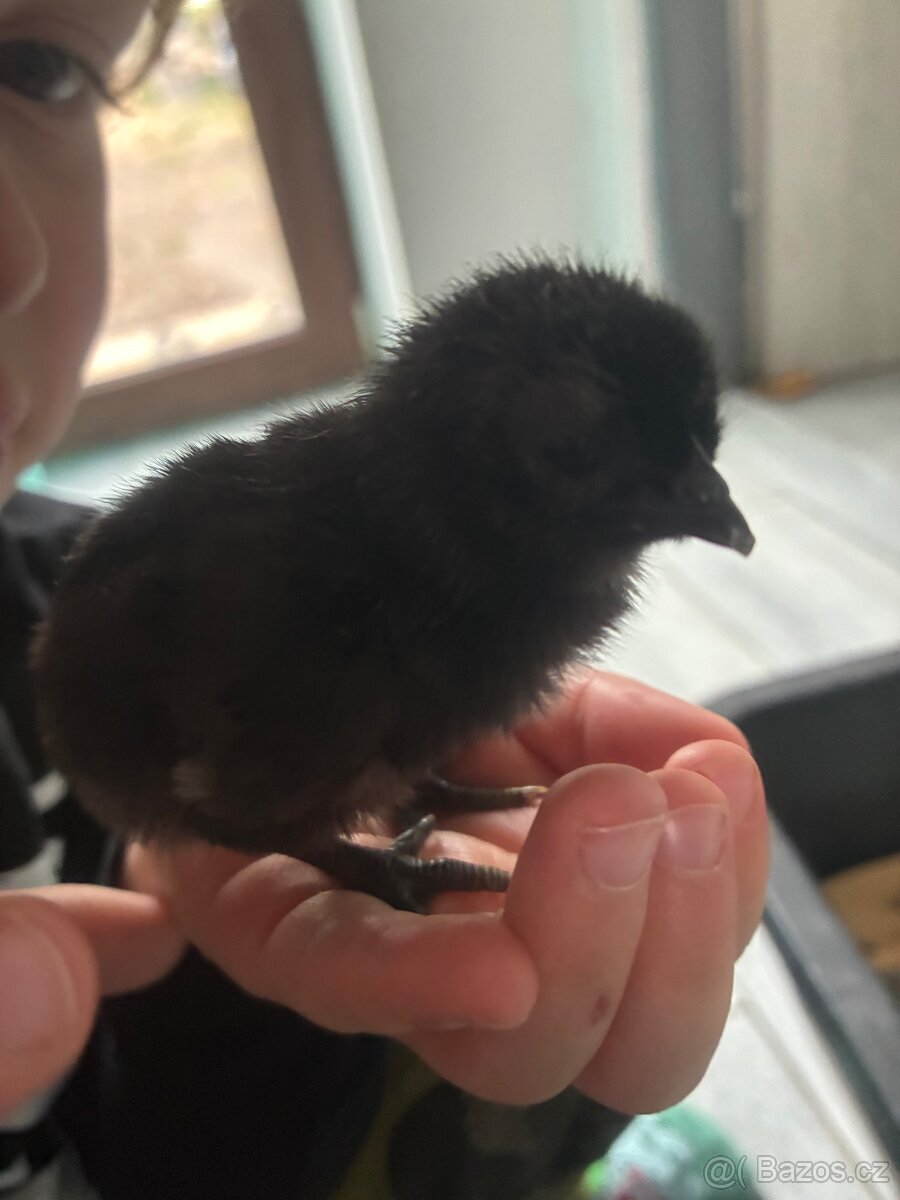 Kuřata Ayam Cemani - 2