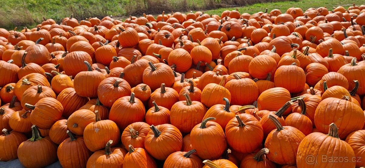 Dýně okrasné, halloween - 2