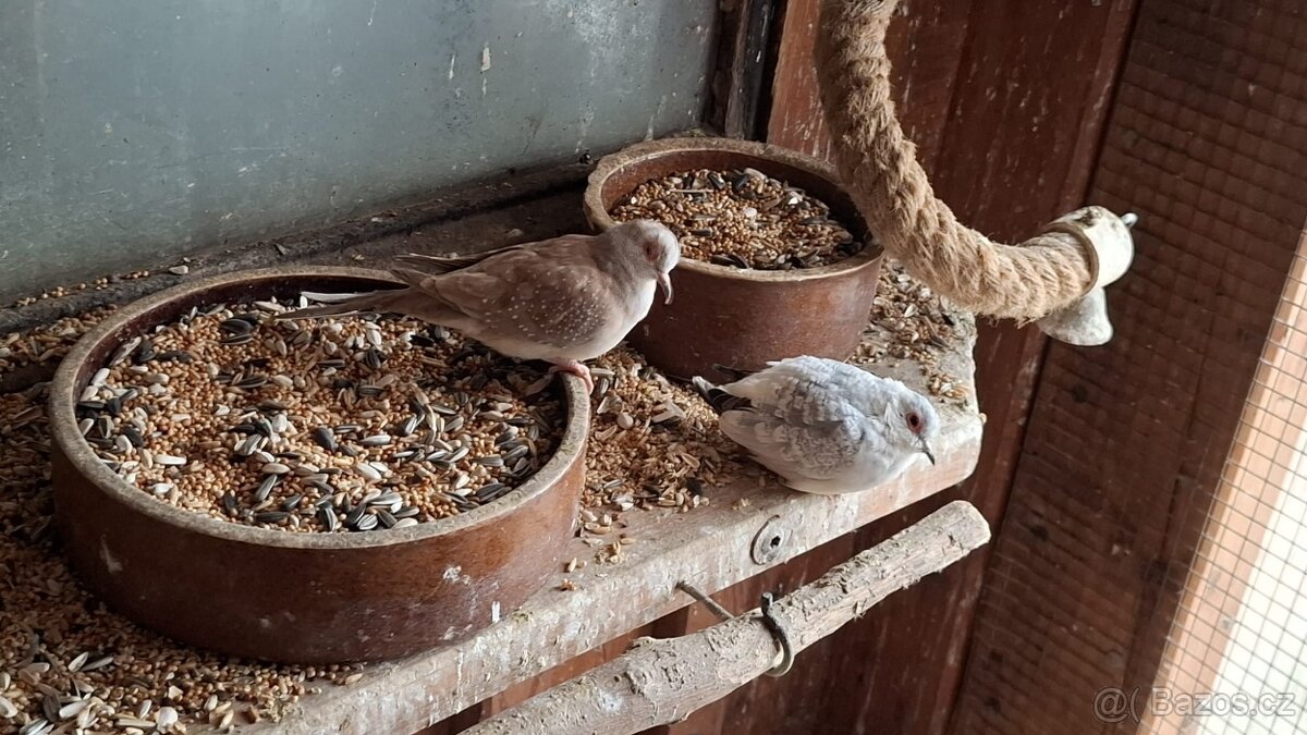 Holoubek diamantový - 2