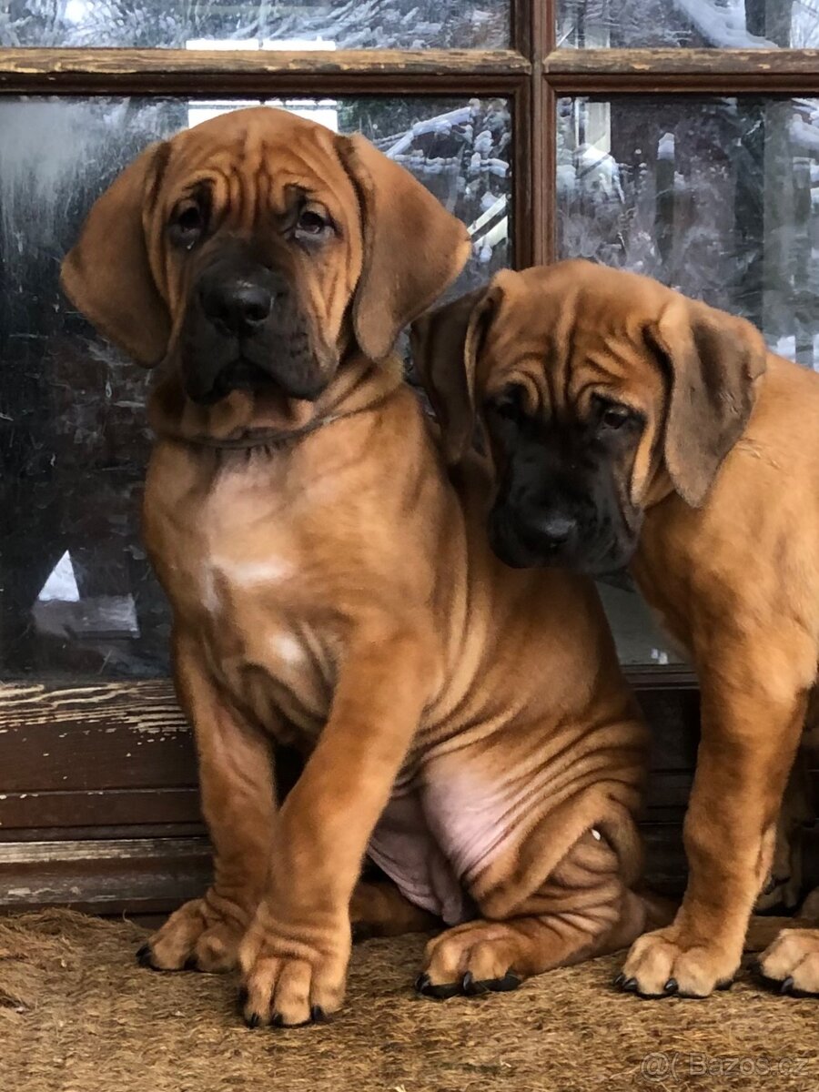 TOSA INU - štěňata s PP - 2