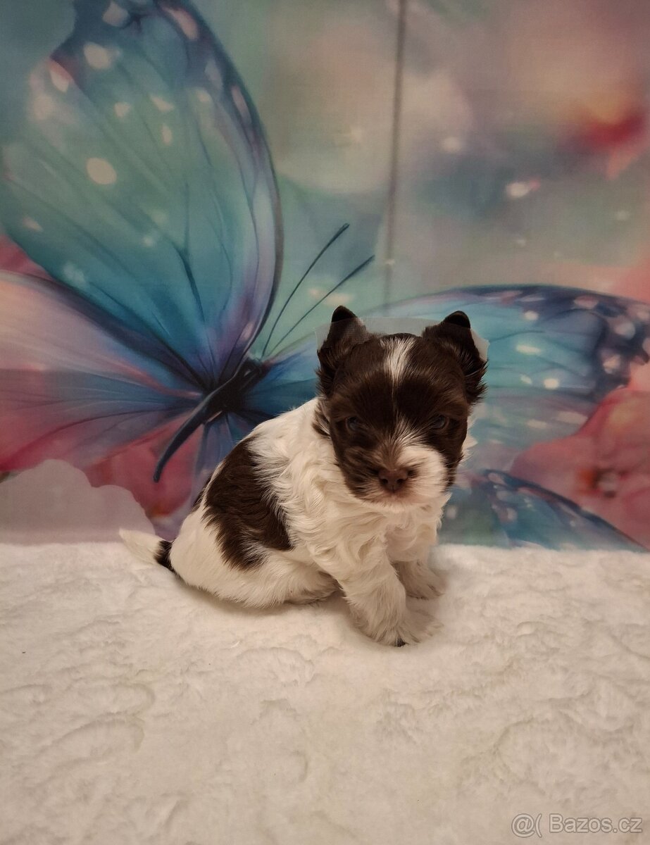 Jorkšírský teriér - biro, biewer - 2