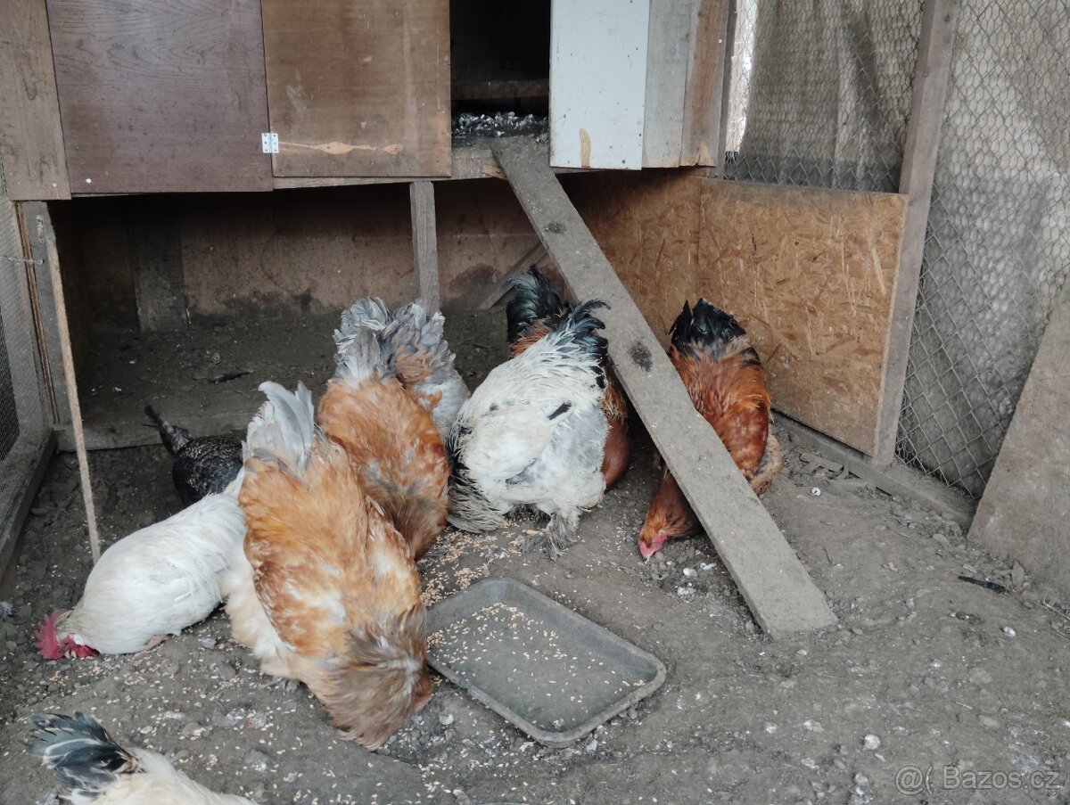 Brahmanky velké - 2