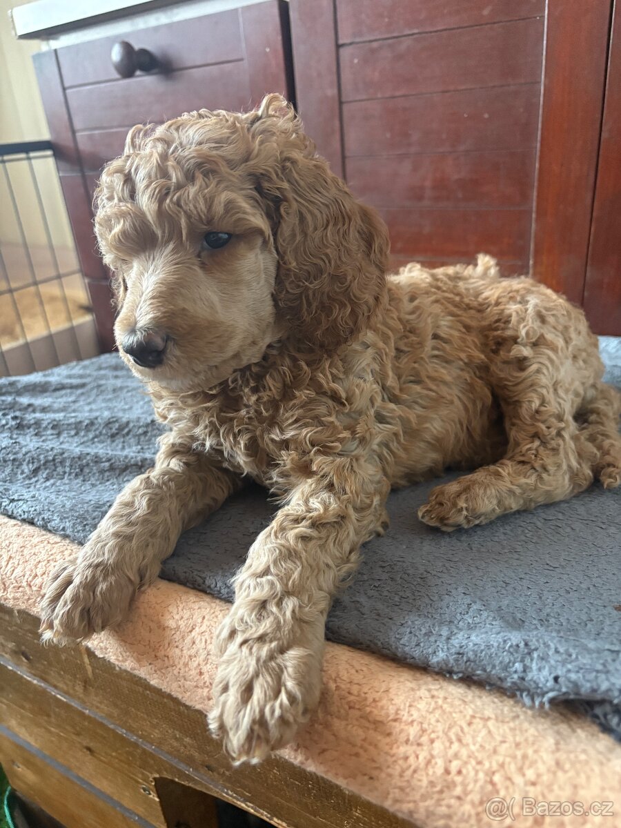 Pudl Královský-Fawn - 2