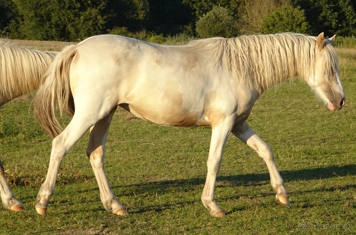 Prodám klisnu WPBr s PP, - 2