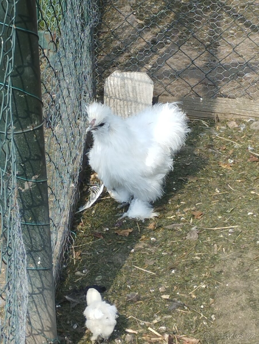 Hedvábnička velká - 2