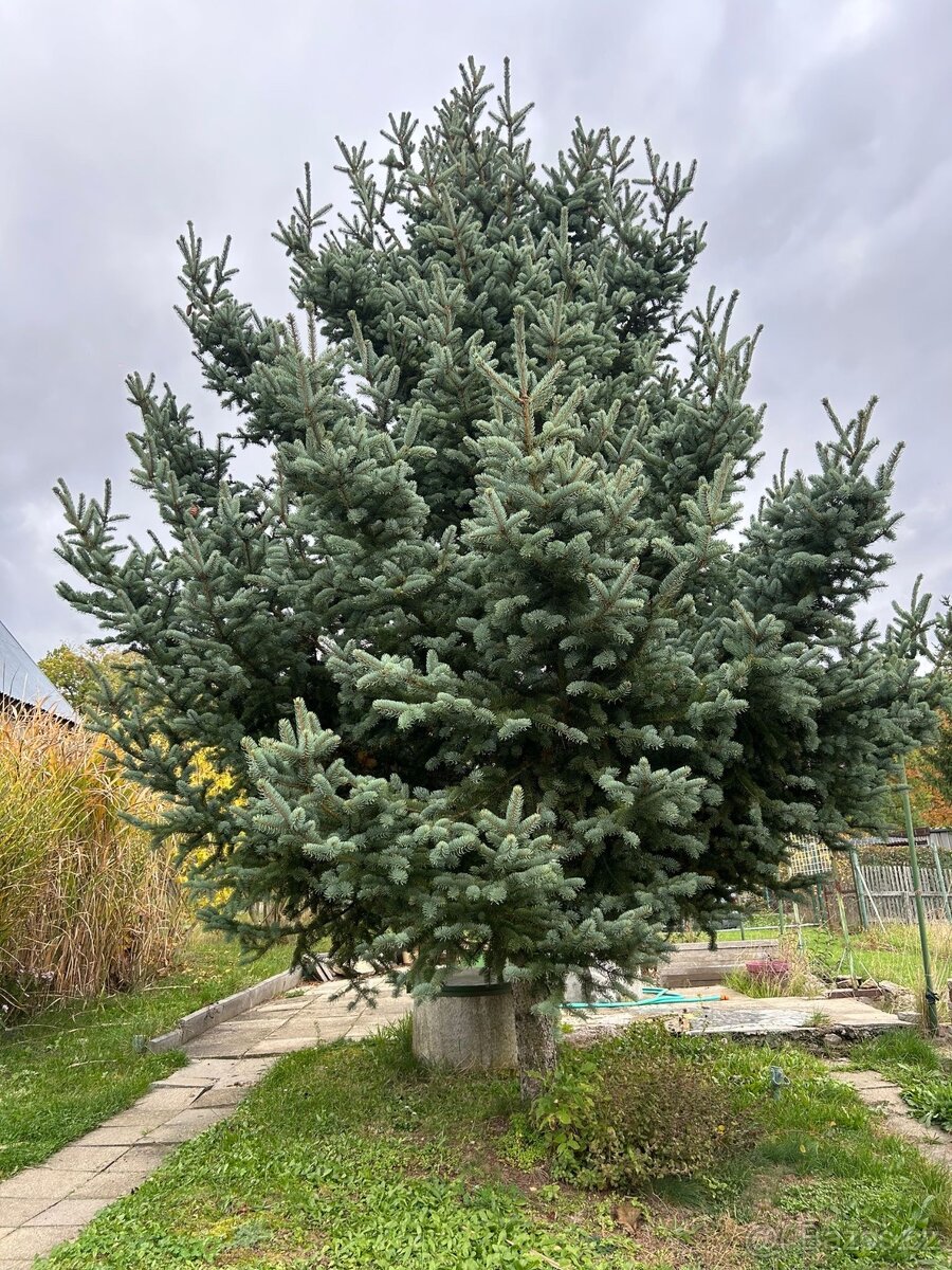 Stříbrný smrk - 2