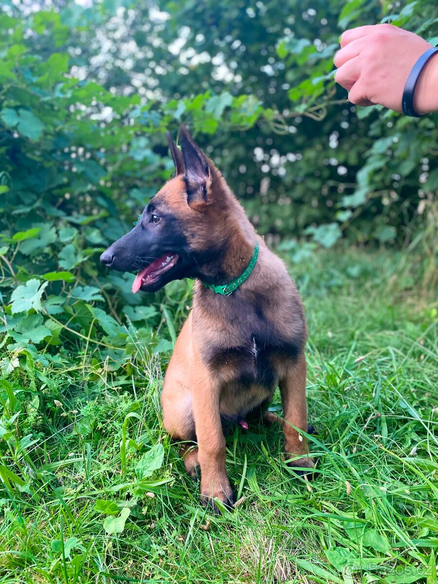 Belgický ovčák malinois - 2