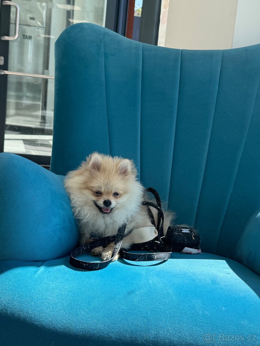 Pomeranian štěně s PP - 2