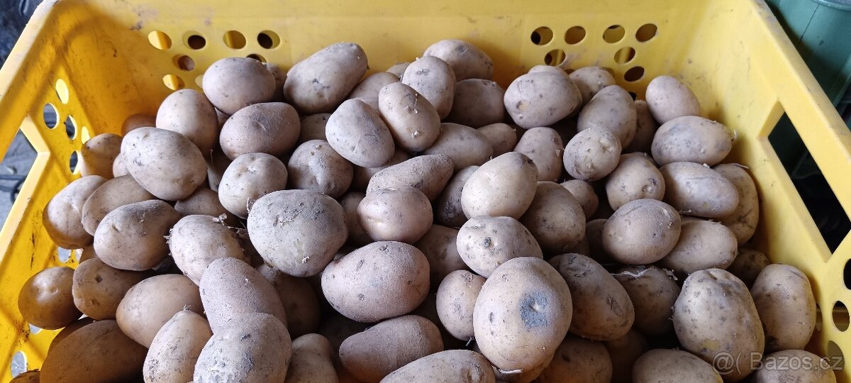 Brambory střední - 2