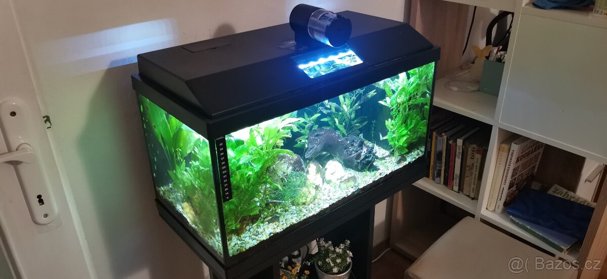 akvarium - 2
