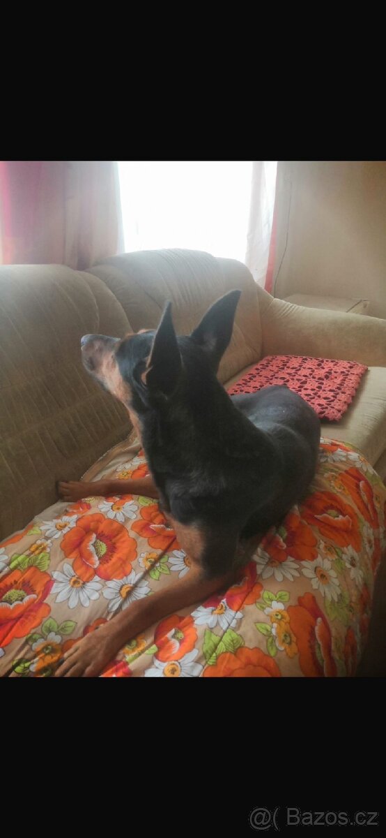 Fenečka kříženec jezevčíka - 2