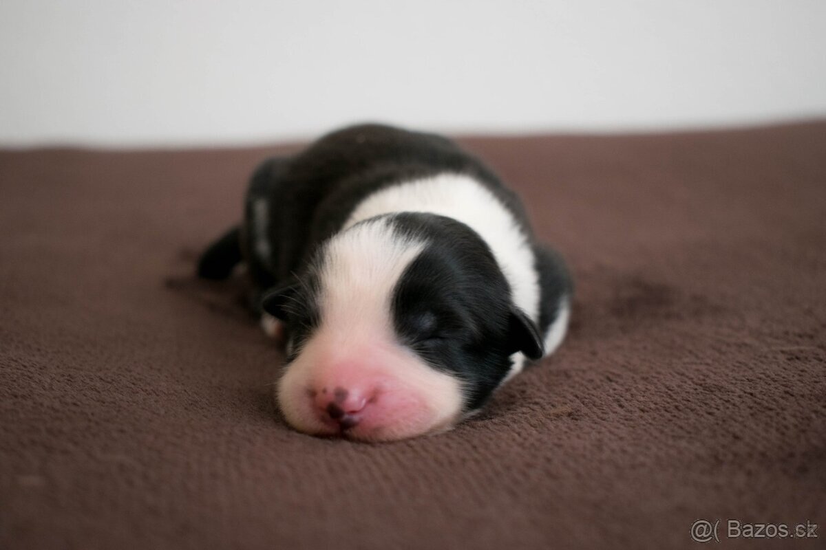 Border kolie štěňata s PP - 2