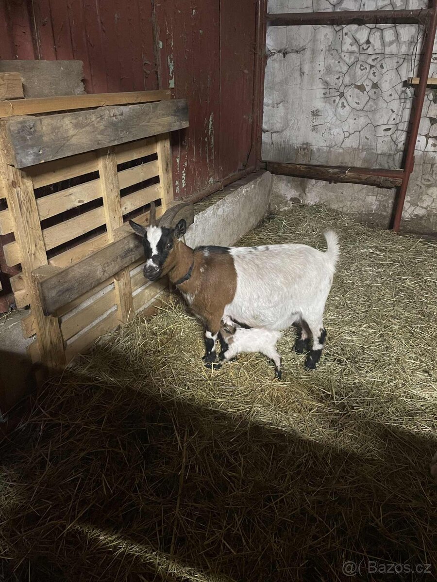 Holandská koza - 2