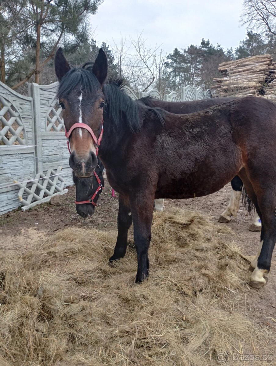 Šlonská klisna - 2