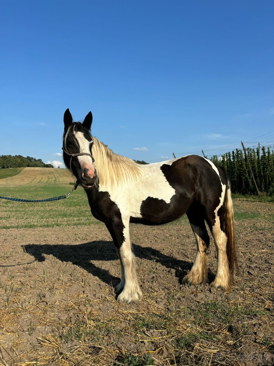 Klisna irský cob - 2