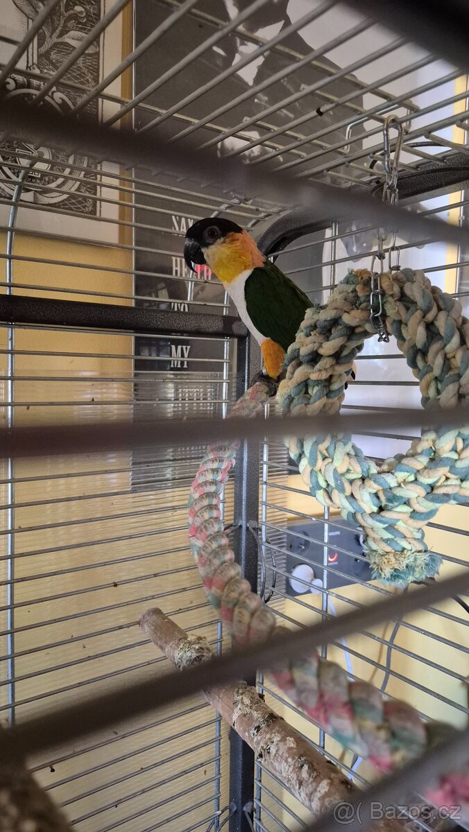 Amazonek černotemenný - 2