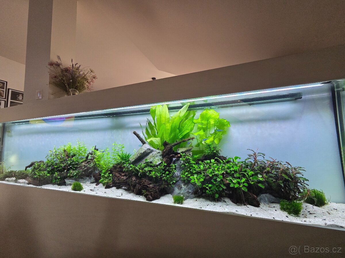 Krevetky Blue Dream 💙 - 2