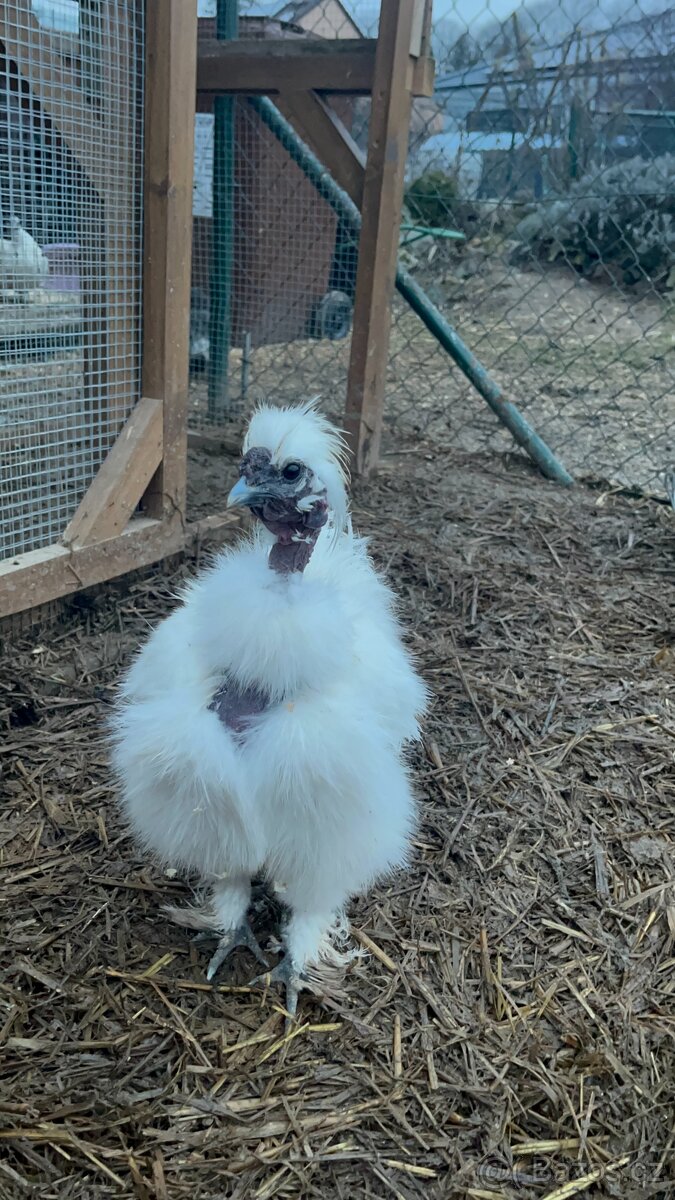 Hedvábnička holokrká kohout - 2