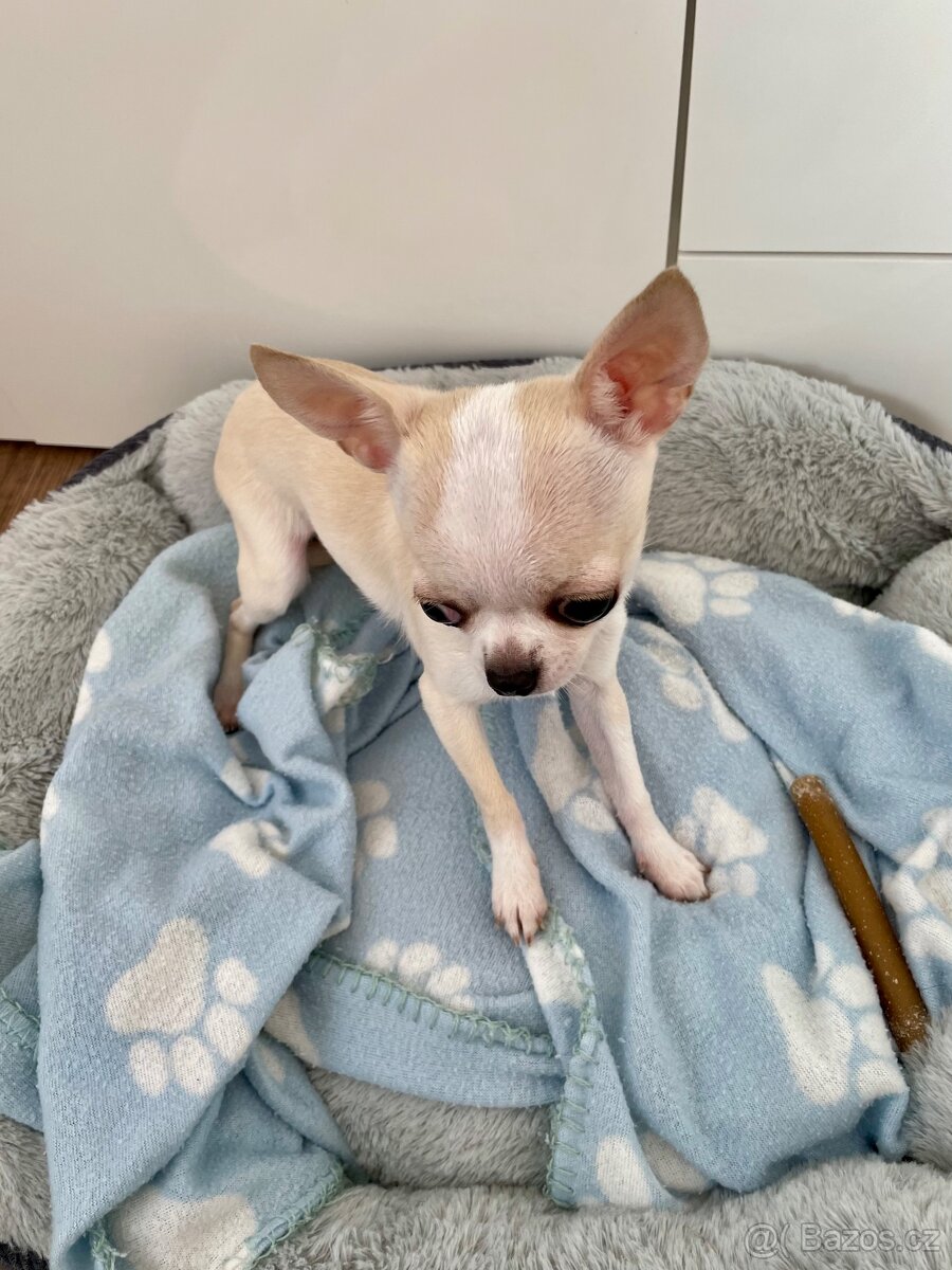 Čivava krátkosrstá bez PP - 2