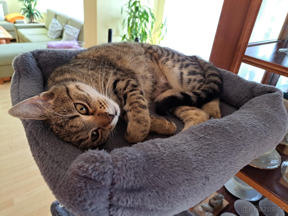 Kastrovaná venkovní kočka - 2