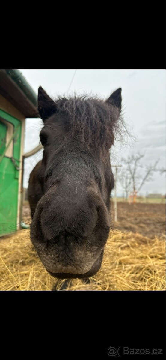 Pony společník - 2
