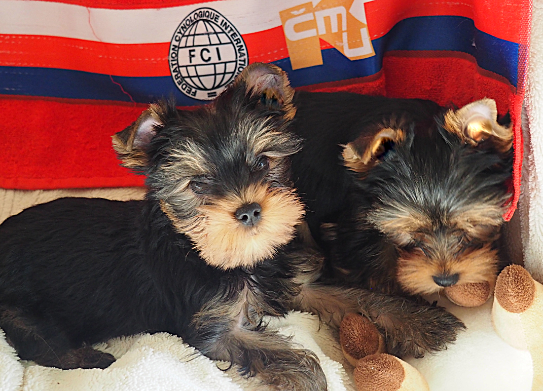 Jorkšírský terier Yorkshire terrier - 2