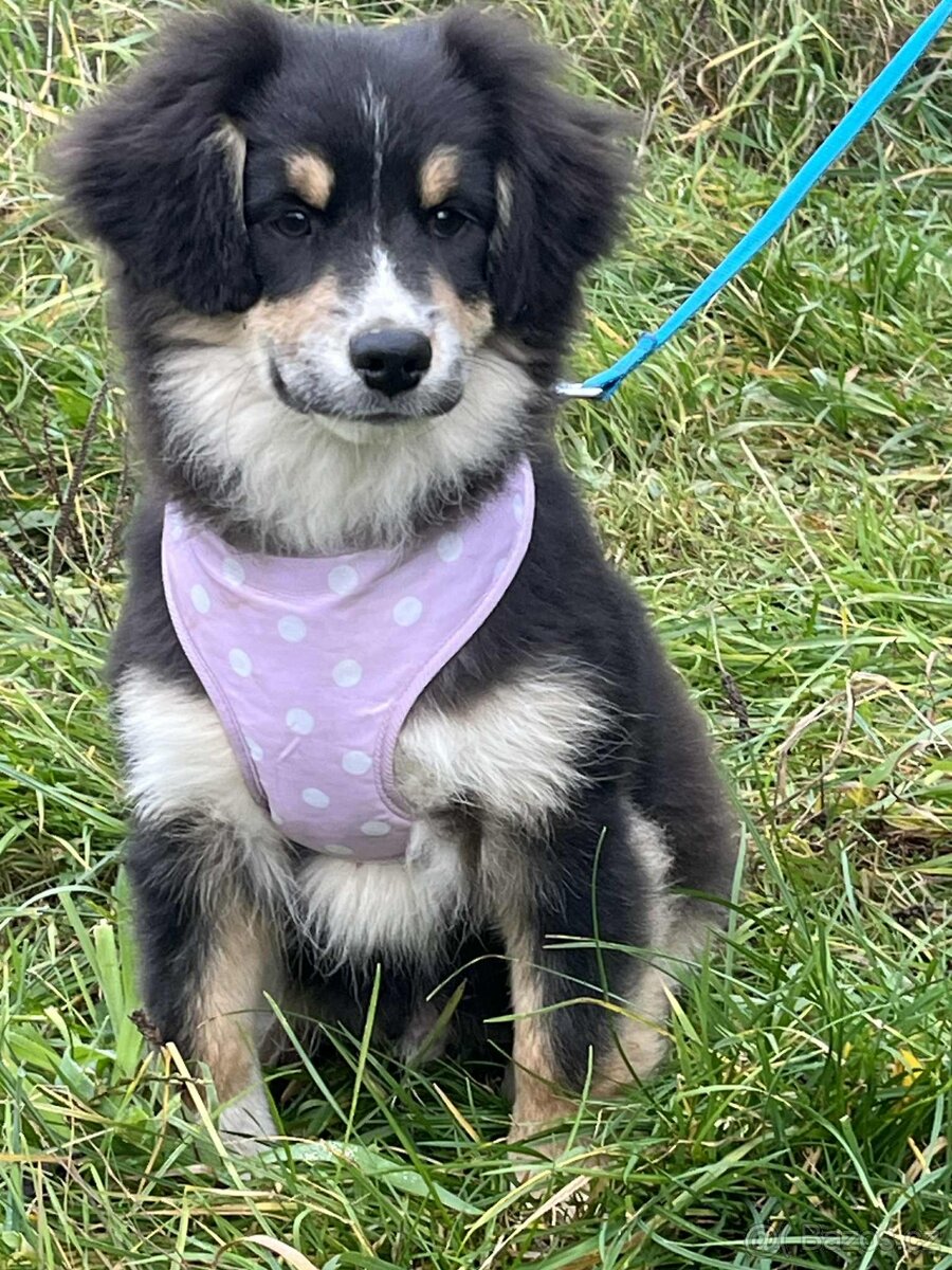 Miniaturní americký ovčák- štěnata - kluci s PP v barvě - 2