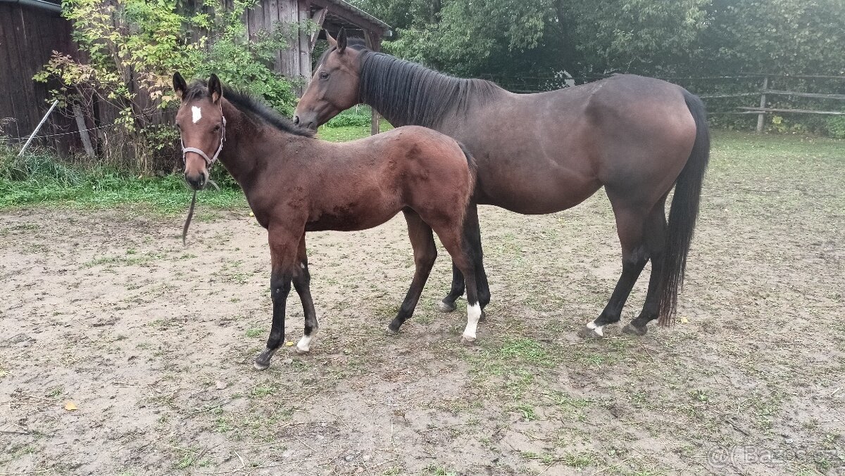 odstávče hřebeček 6 měsíců - 2