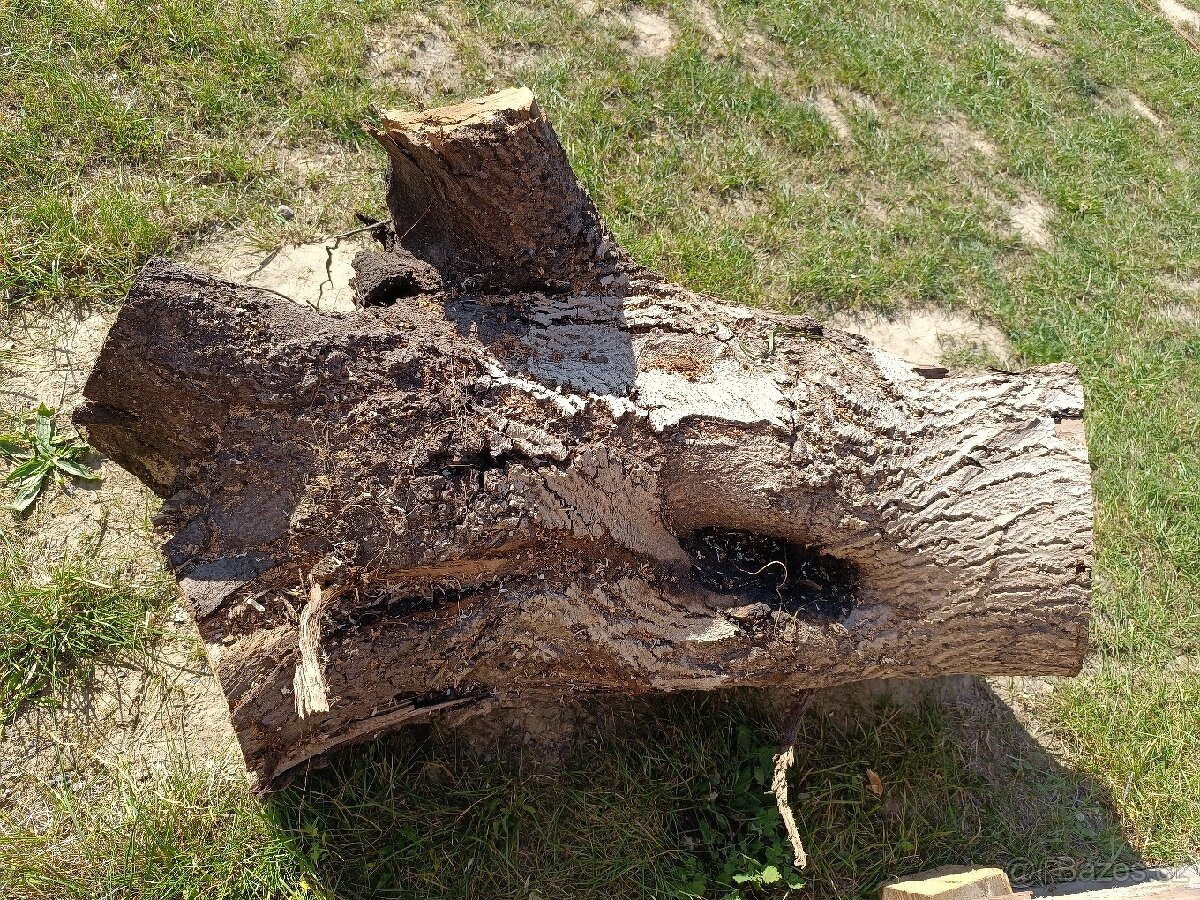 Prodám kmen čas kořene ořechů - 2