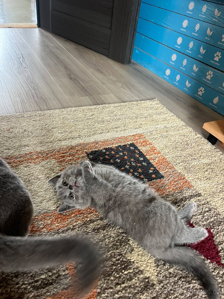 Britské kotatka - 2