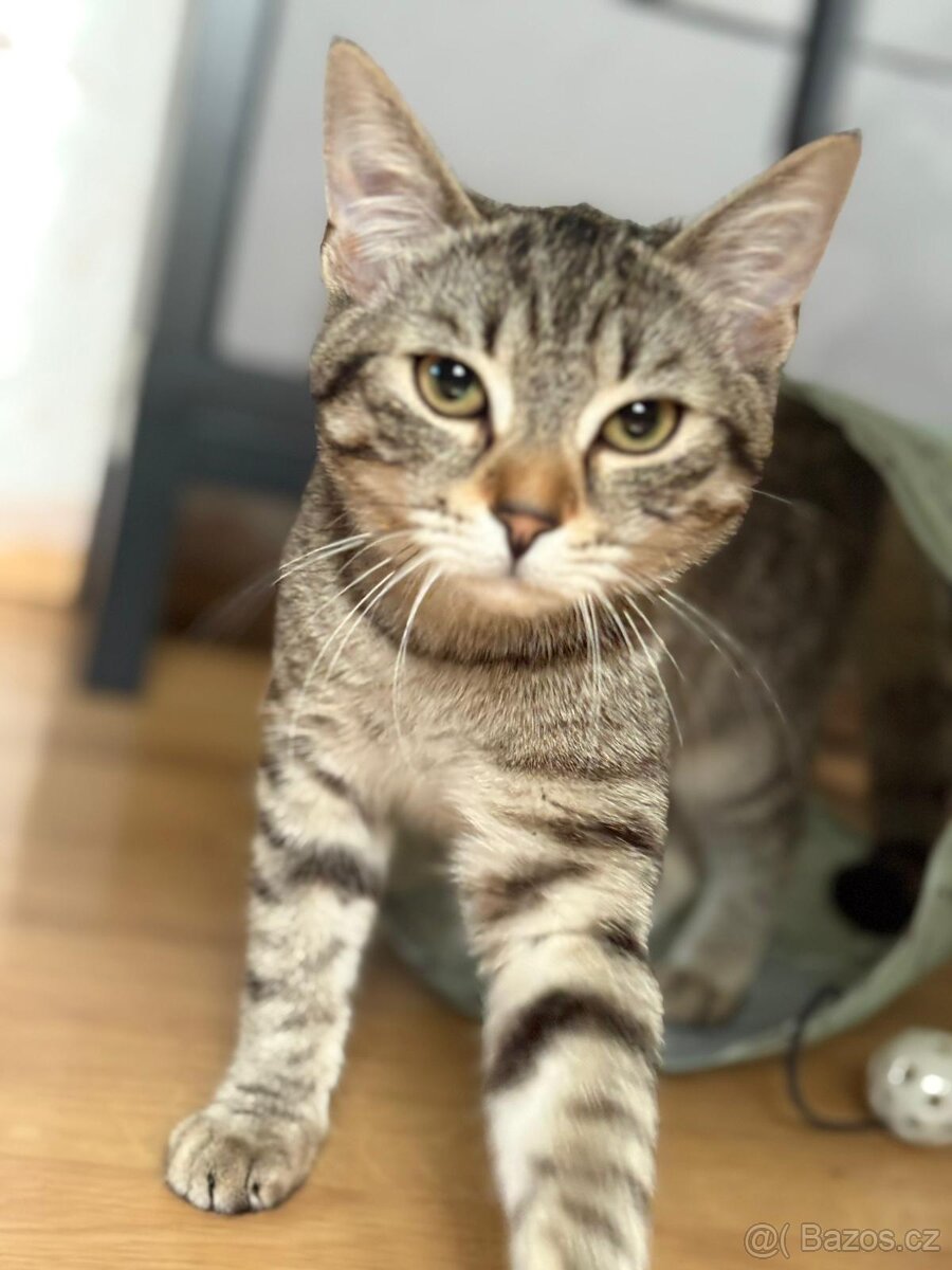 Daruji divokou kočku do dobrých rukou - 2