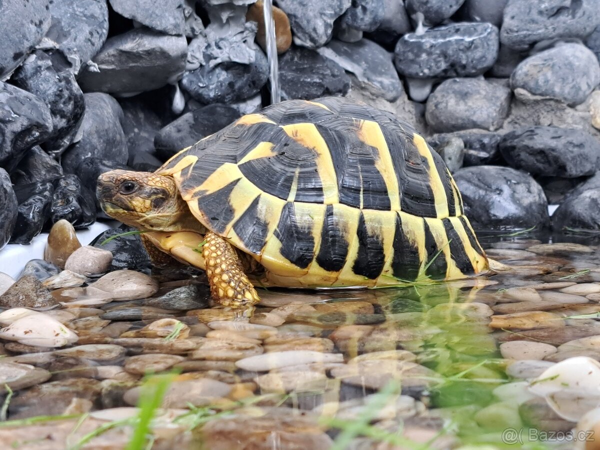 Želva - 2