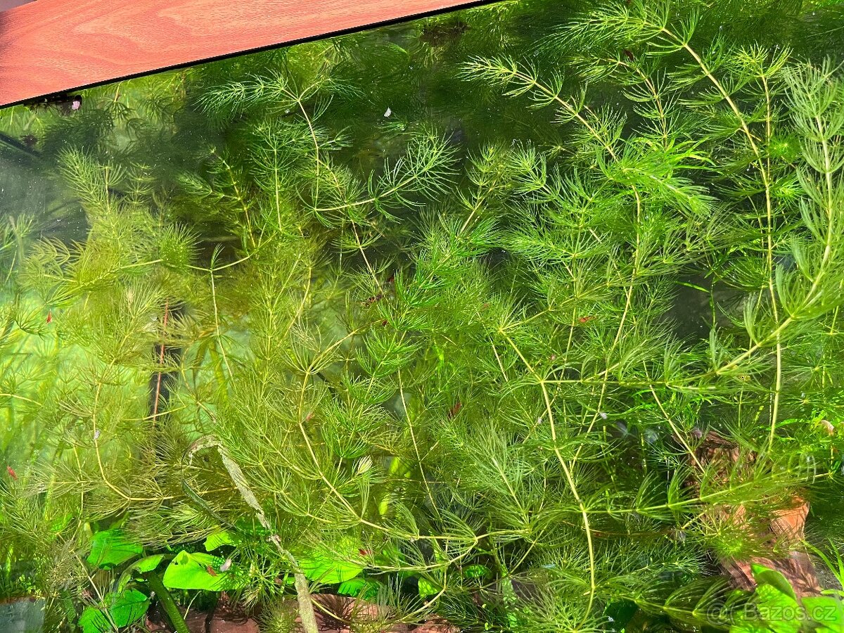 Růžkatec ponořený - 2