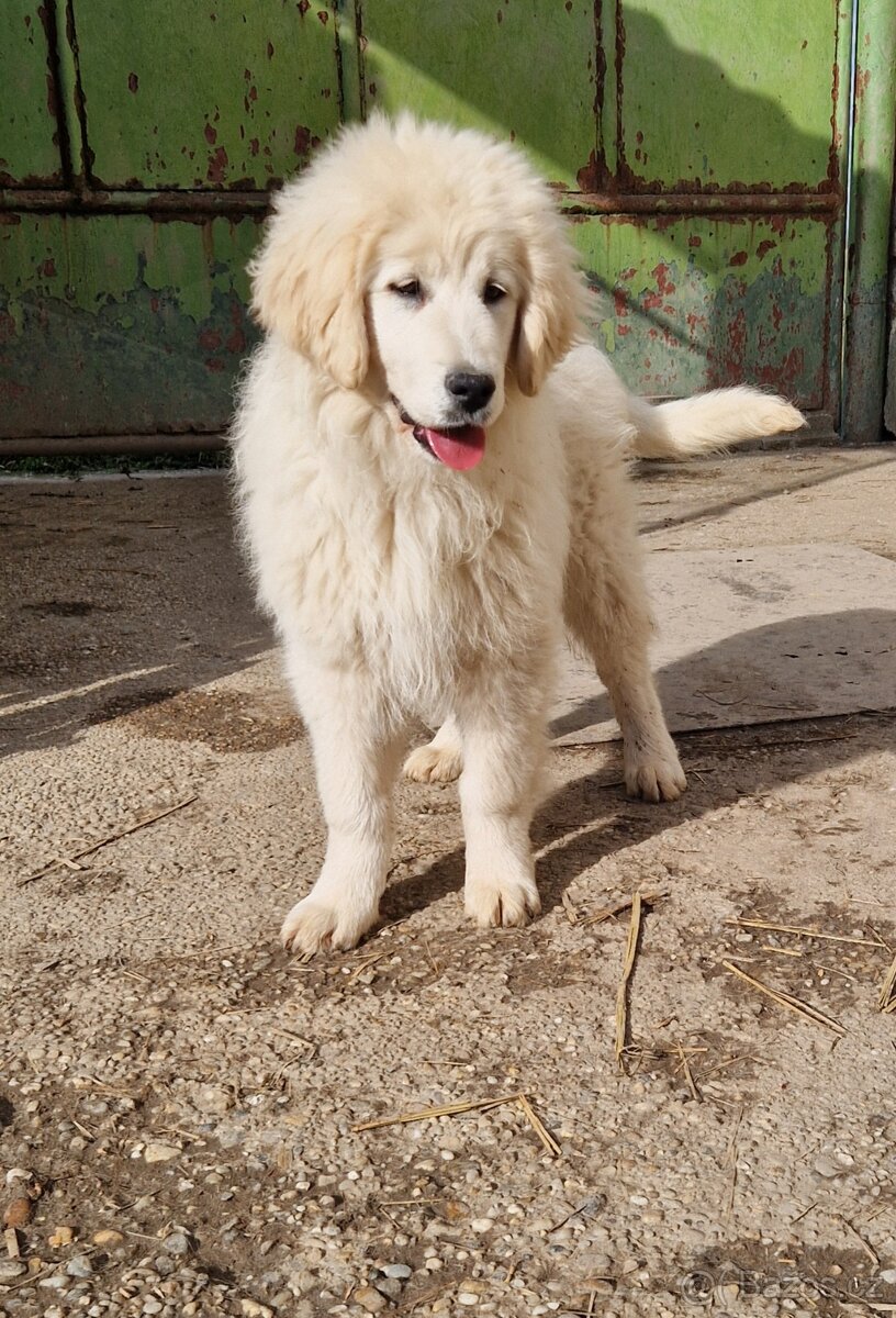 Slovenský čuvač - 2