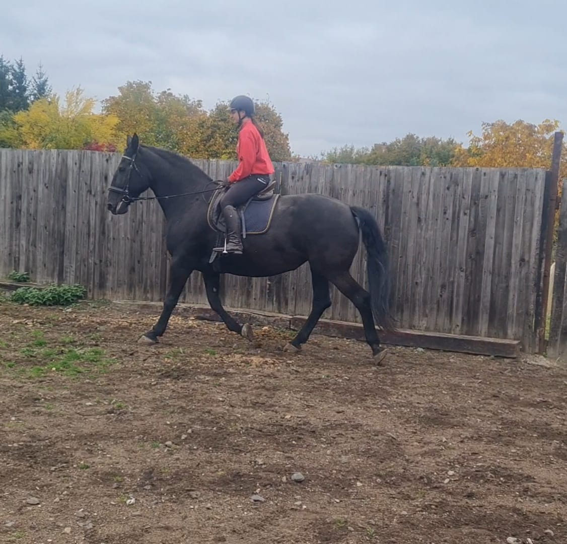 Kladrubský kůň - klisna stáří 11 let - 2