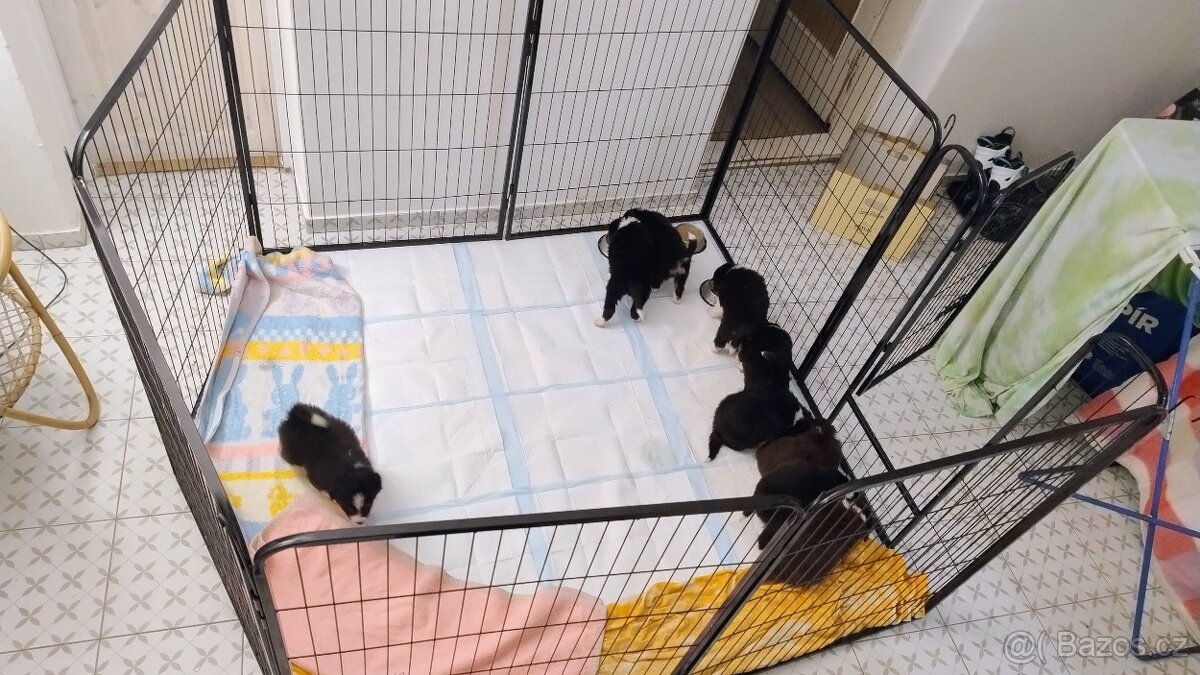 Border kolie bez PP - 2