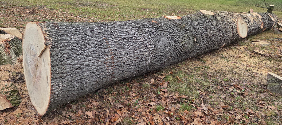 Dubová kulatina - 2