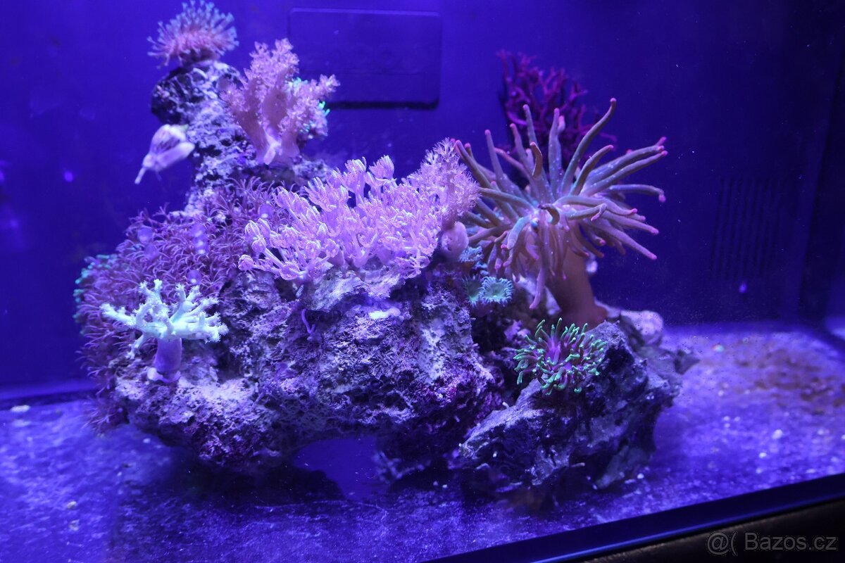 Mořské akvárium - 2