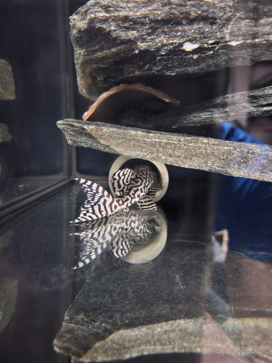 L 236 Super White - chovné páry - 2