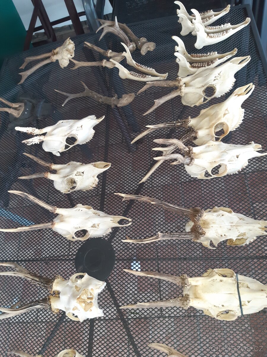 Prodám srnčí paroži - 2