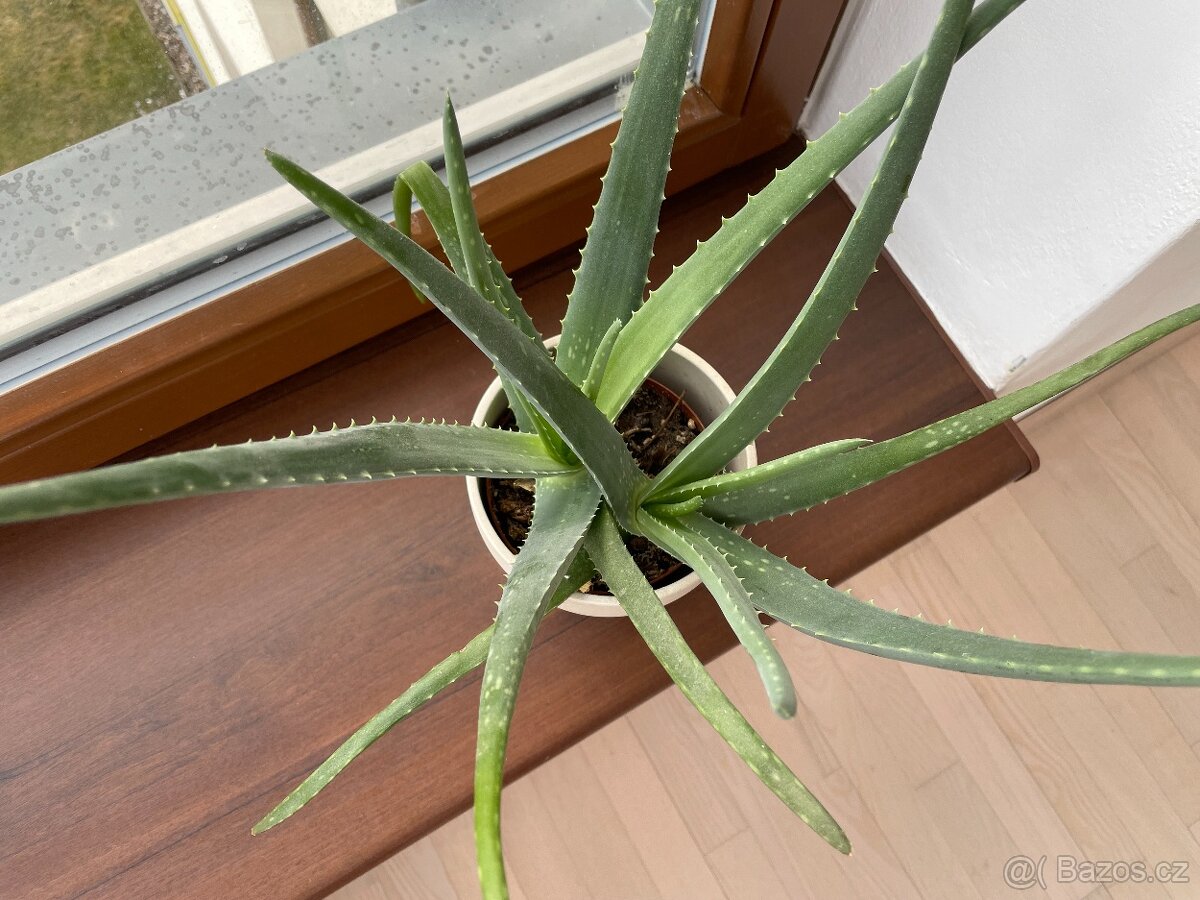 Věnuji rostlinu Aloe Vera - 2