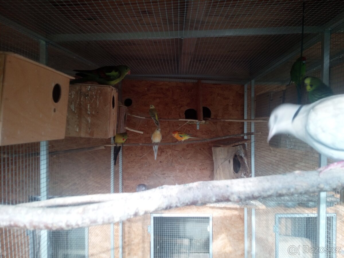 Papousek zpevavy - 2