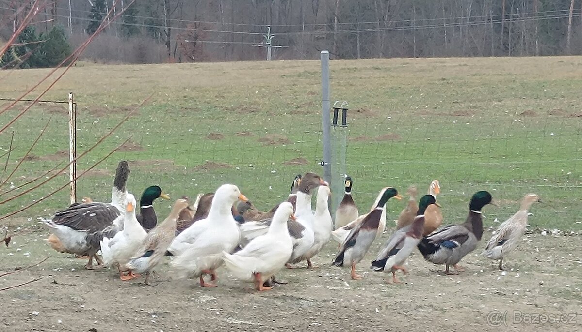 Indický běžec - 2