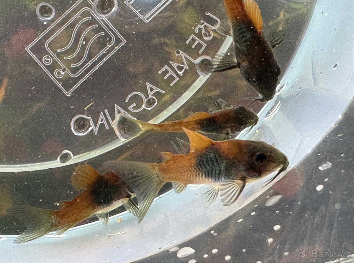 Pancéřníček orange Venezuela - 2