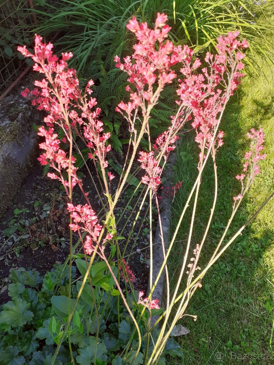 zahradní rostliny - 2