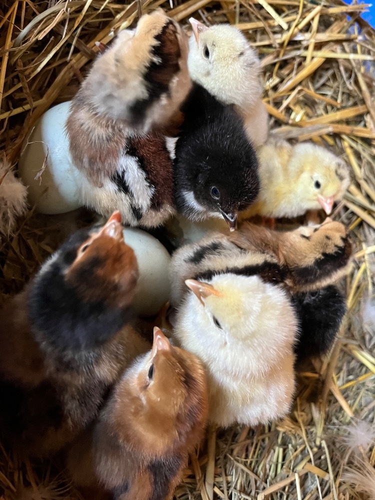 Násadová vejce - 2