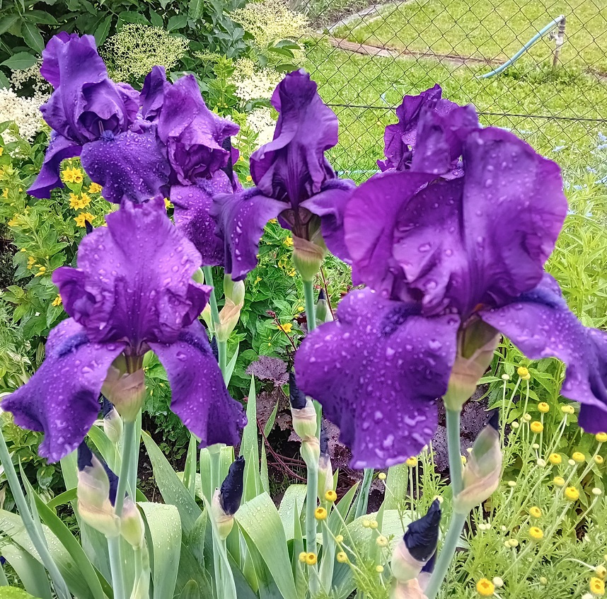 Kosatec velkokvětý,Iris - 2
