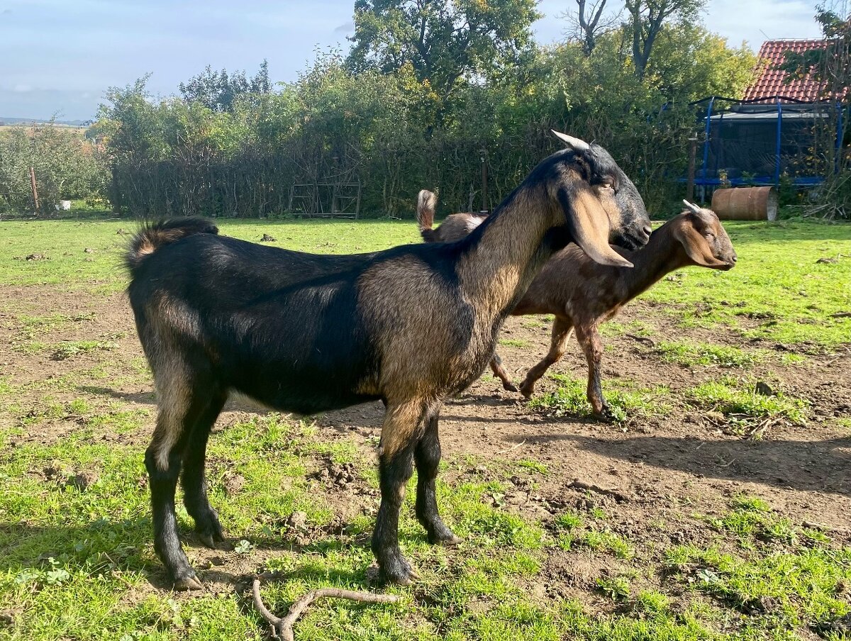 Anglonubijská kozička - 2