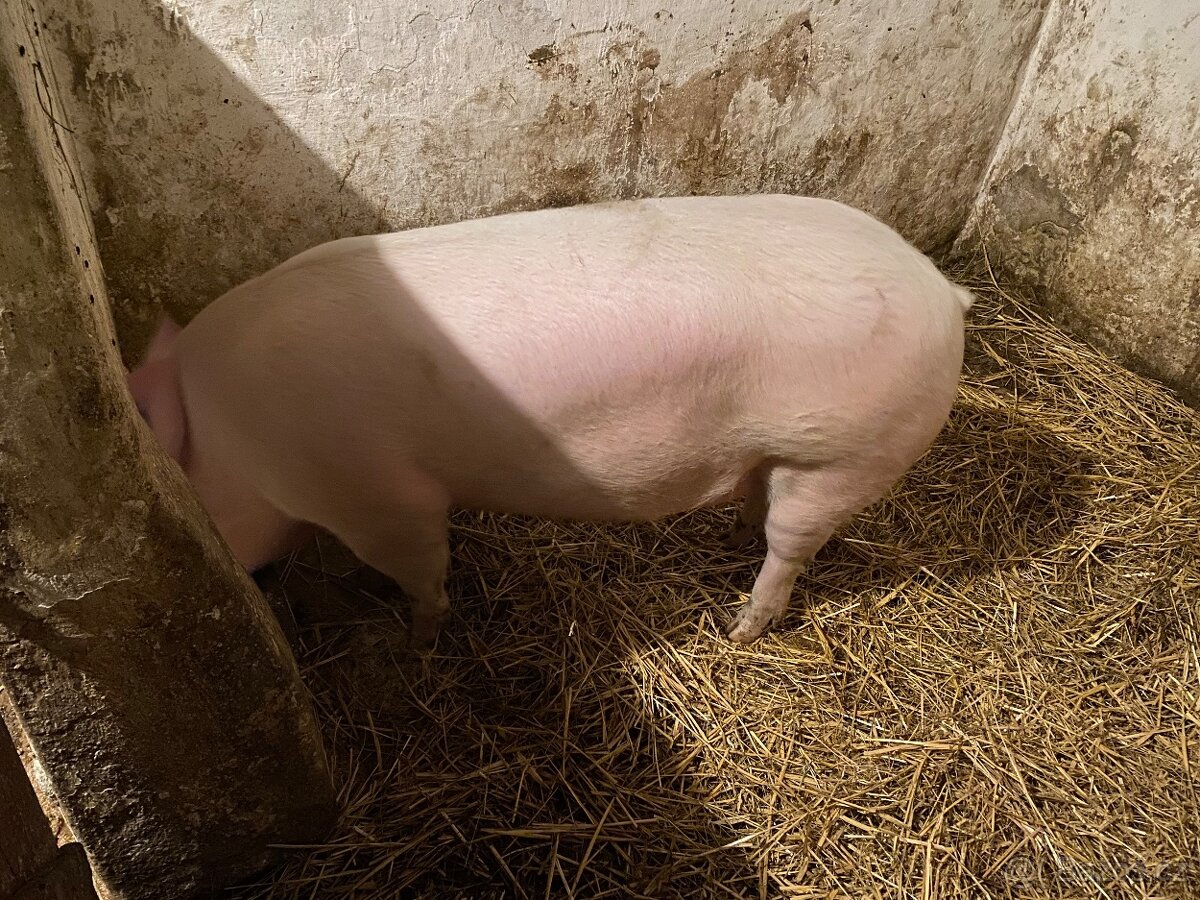 Vykrmené prase - 2