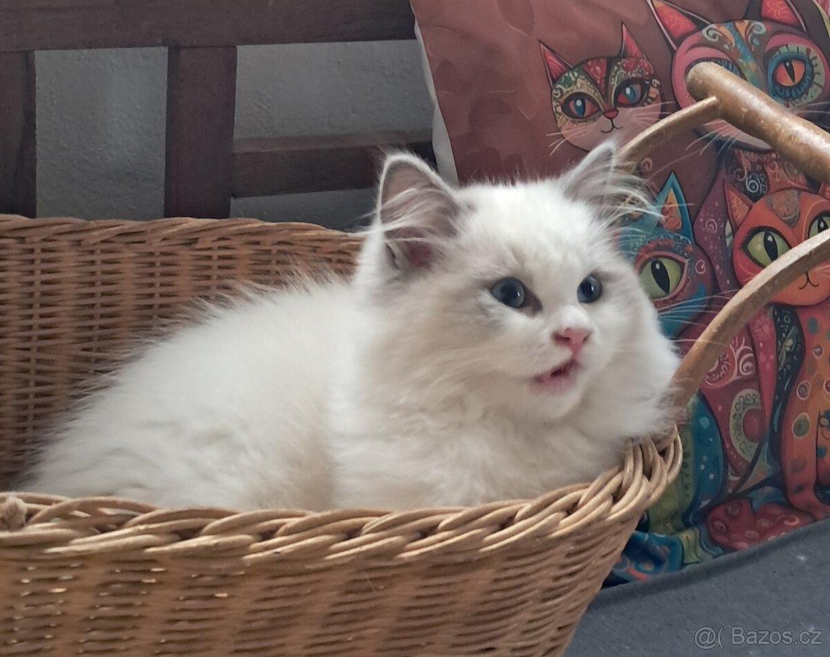 Koťátka ragdoll s PP (FIFE) - 2